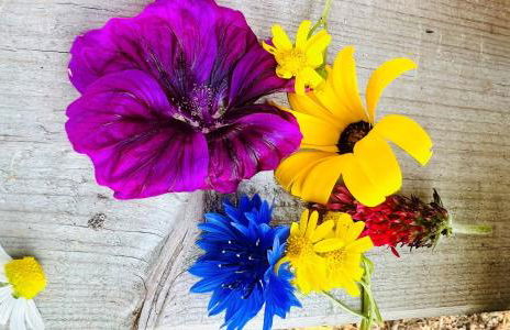 Ferienwohnung Schafberg - Foto 13