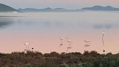 Residence Elegance Villa La Sterlizia Porto Pino - Foto 5