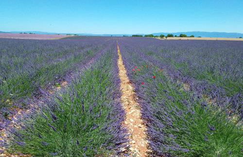 Au pays de la lavande... - Photo 4
