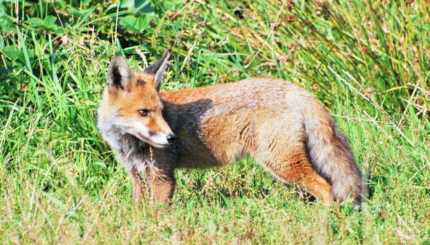Excursión al Parque Nacional De Hoge Veluwe - Foto 3, Zorro en De Hoge Veluwe