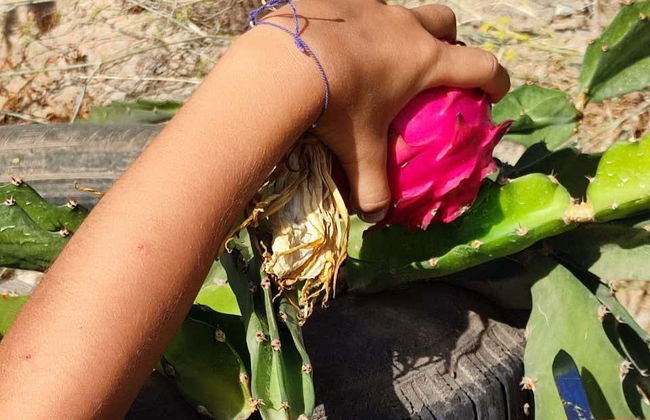 Visita a una finca de café y frutas tropicales - Foto 8