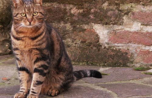 La Traversina - Agriturismo di Charme - Foto 37