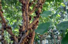 Casa Vista do Vale próxima ao Vale dos Vinhedos - Foto 36