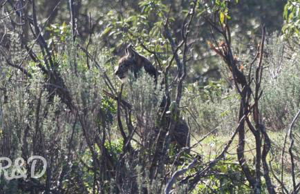 La Isabelita - Foto 16
