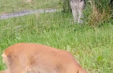 Apartament z ogrodem - Wiejska Chata - Foto 12