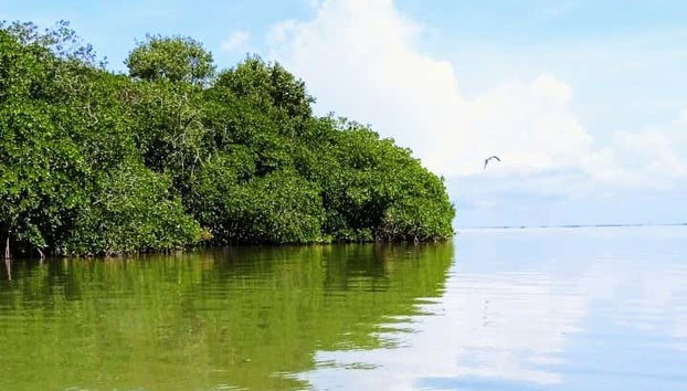 Tour en kayak por la laguna de Términos - Foto 4, Admirando el paisaje
