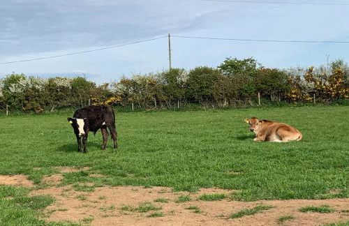 Coed Bach, Nr Rhosneigr, Anglesey (Pet Friendly) - Foto 23