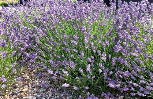 Ferienwohnung Wettin - Foto 3