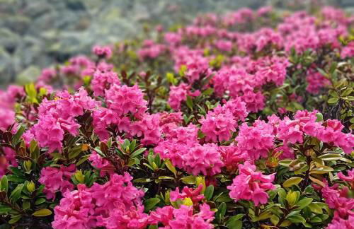 Residence Alpin - Foto 34