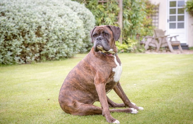 Manor Lodge, Walberswick - Photo 69