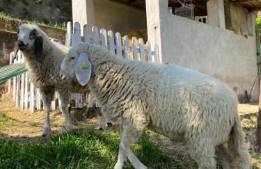 Come una volta farm - Foto 35