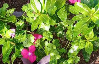 Casa Carlota - Foto 24