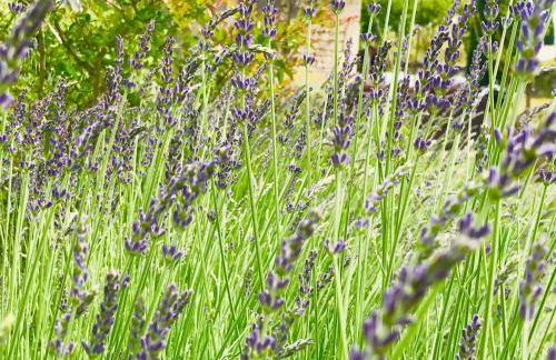 Mas Oréa Sous la glycine - Photo 29