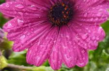 Villa Teresa - Foto 48