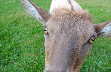 Agroturystyka u Chlebków - Photo 20