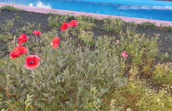 Villa Paquita - Foto 7