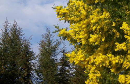 L,olivaie Côté Jardin - Foto 17