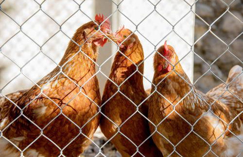 El Molinet del Governador- Apartamentos Rurales - Photo 10