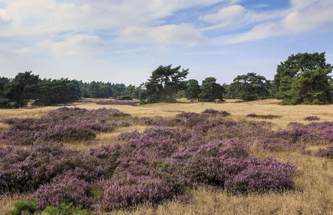 Semi-detached Bungalow with Dishwasher near Veluwe - Photo 37