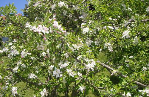 Landhaus Via Decia - Bad Hindelang PLUS Partner - Foto 29