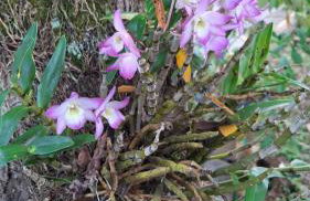 Casa das flores - Foto 23