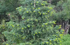 Penelope's Guest House - Foto 2