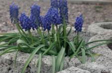 Ferienhaus-Drachenfels-Busenberg - Foto 7