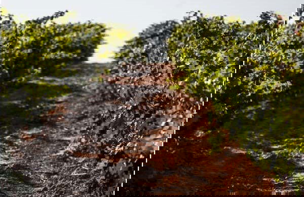 Visita a Eme Bodegas - Foto 2