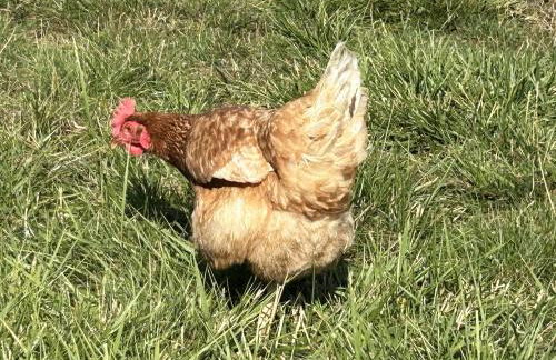 Keepers Cottage - Photo 20