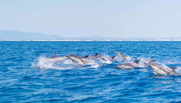 Contemplando a los delfines