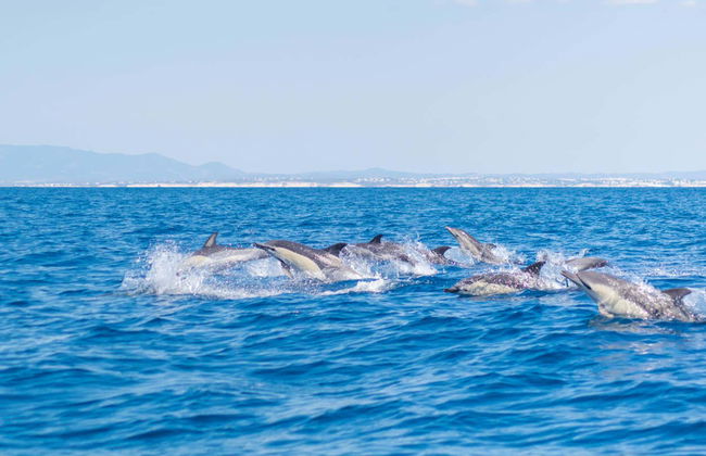 Barco por las cuevas de Benagil + Avistamiento de delfines - Foto 2