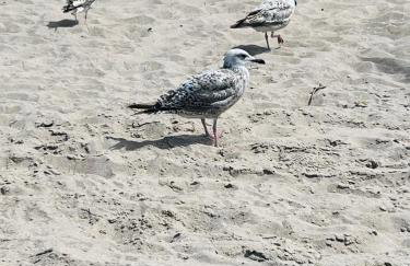 Caro - Naj Residence Dąbki - Foto 18