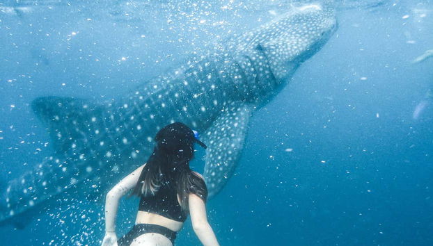 Nadando junto a un tiburón ballena