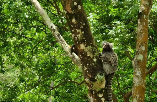 Charme Toscano de Frente para o Lago - GV2 - Foto 59