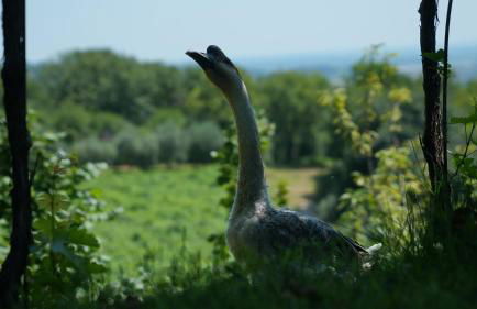 Agriturismo Ai Dossi - Foto 70