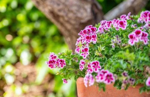 Villa Mar - Can Bujosa - Foto 6