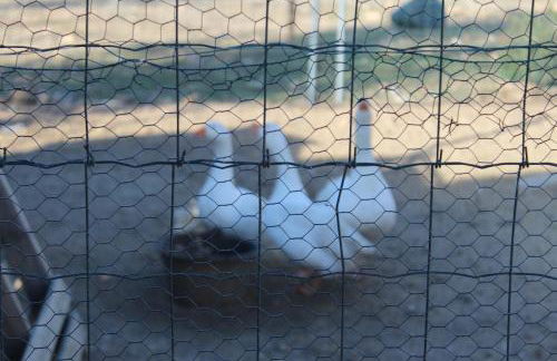 Finca el enebro - Foto 47