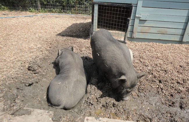 Willow Court Farm - Foto 76