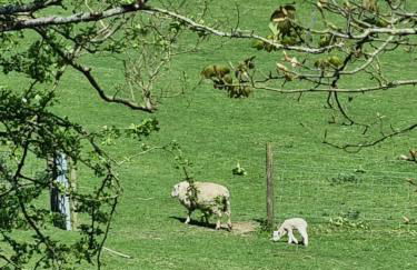Seaside View Caravan in Polperro - Foto 21