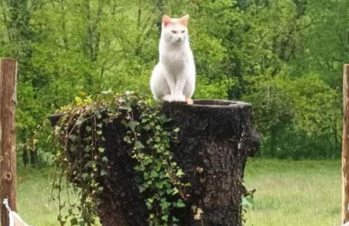 la meyrolette - Foto 19