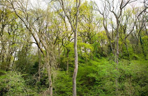 Little Hollows Glamping - Foto 45