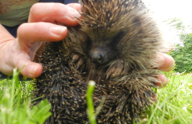 Cosy 5m Bell Tent Glamping in Rural Herefordshire - Foto 20