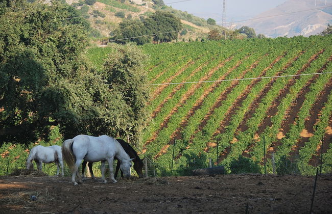 Agriturismo Al Poggetto - Photo 50