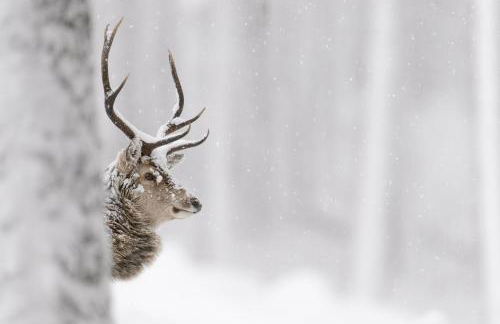 The Bakehouse - by Where Stags Roar - Foto 22