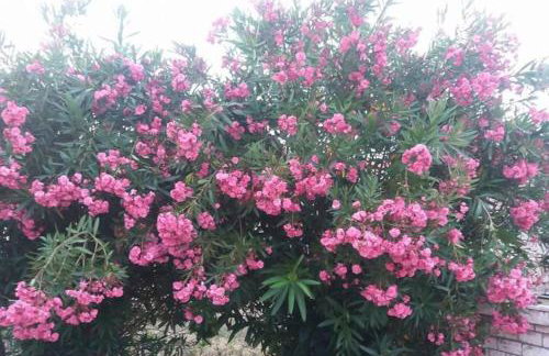 Acharavi, villa next to the beach - Foto 51