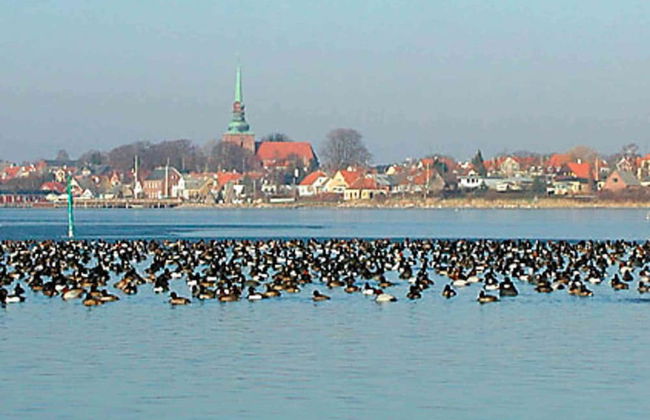 8 Person Holiday Home in Nysted-by Traum - Foto 4