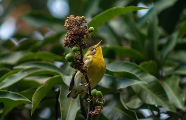 Minca Bird Watching Tour - Photo 6