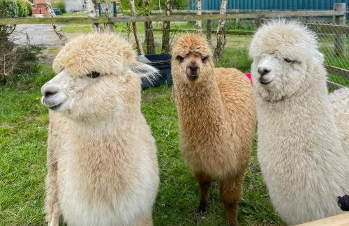 Winston Lodge - Foto 12