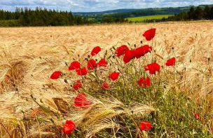 Ferienhaus Hörnchen - Photo 29