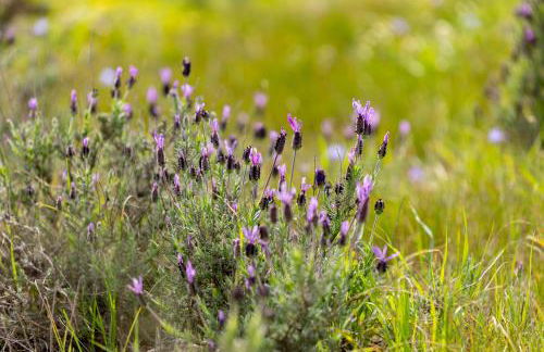 Casas Velhas - Beringelinho - Foto 33